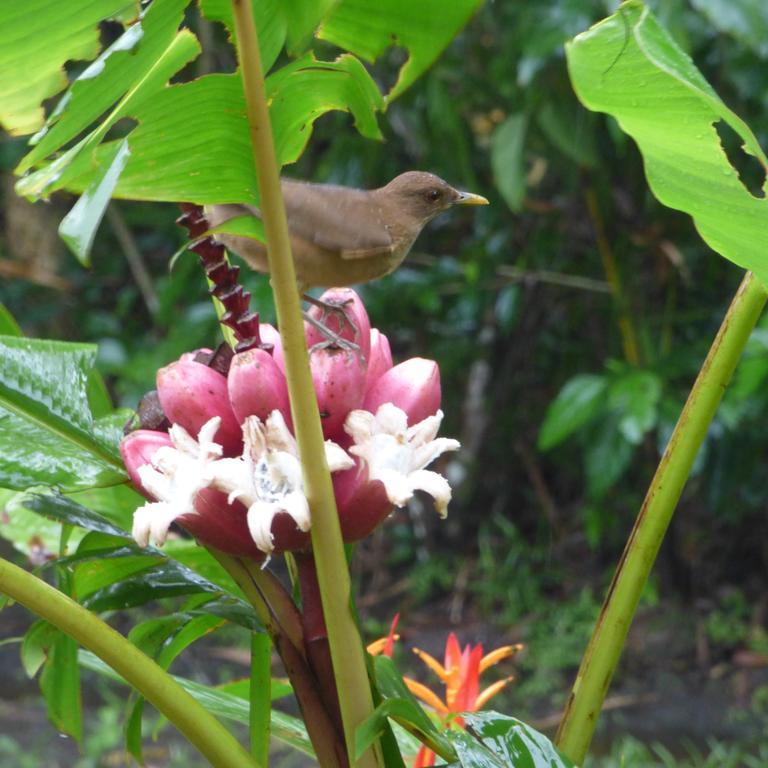 Sand Dollar Beach Bed & Breakfast Bocas del Toro Exterior foto